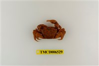 藏品(斑點擬相手蟹)的圖片